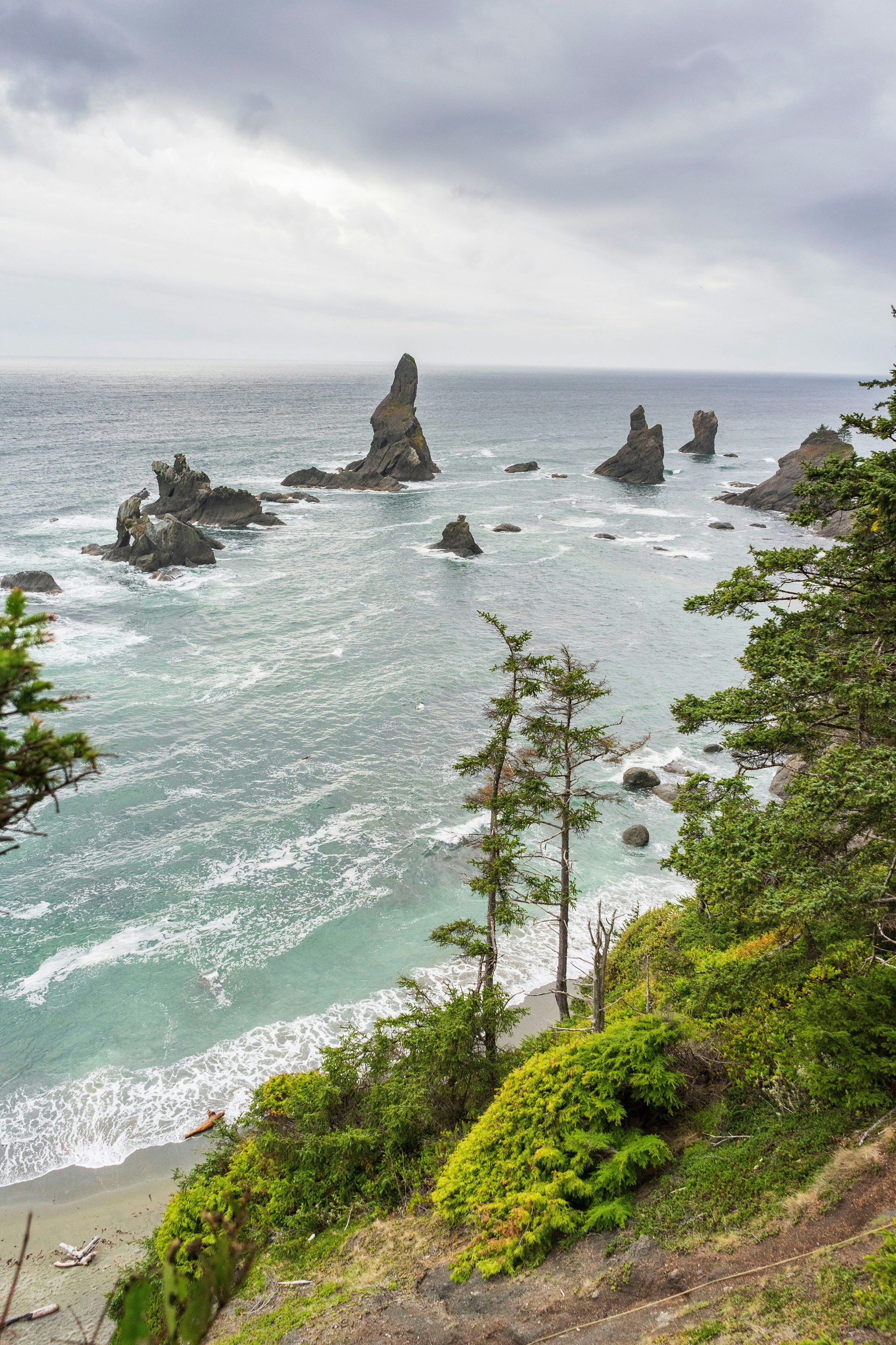 green trees on rocky shore during daytime